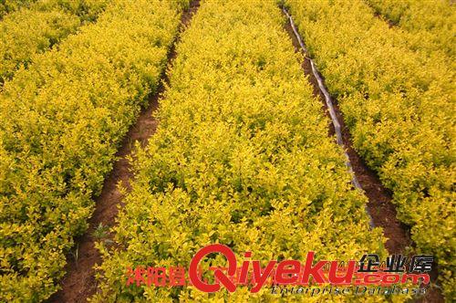 綠化常用苗木 黃葉女貞苗  金葉女貞小苗   彩色苗木批發(fā)