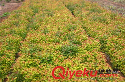 低價批發玉簪，白鶴花，宿根花卉，
