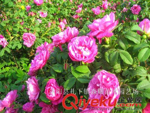 四季玫瑰，月季，豐花月季，藤本月季，工程月季等綠化苗木原始圖片2