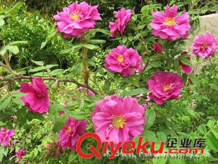 四季玫瑰，月季，豐花月季，藤本月季，工程月季等綠化苗木原始圖片3