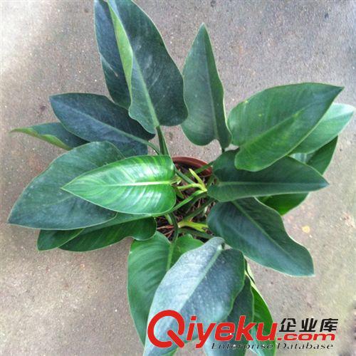 國(guó)萃牌/金鉆 盆栽植物/高45CM 冠幅35CM原始圖片2
