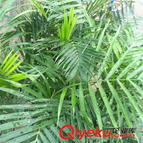 國萃牌/夏威夷椰子/10條 H1.5M 產(chǎn)地珠海原始圖片2