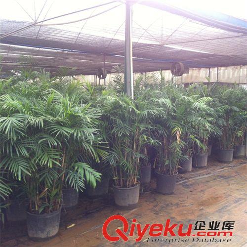 國萃牌/夏威夷椰子/10條 H1.5M 產(chǎn)地珠海原始圖片3