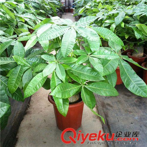 國萃牌/夏威夷椰子/10條 H1.5M 產(chǎn)地珠海