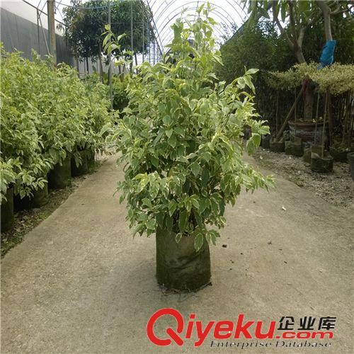 創(chuàng)新園藝/花葉連球 盆栽植物/ 高0.7米  冠幅0.7M
