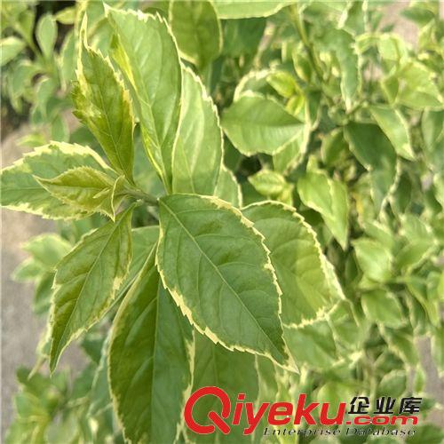 創(chuàng)新園藝/花葉連球 盆栽植物/ 高0.7米  冠幅0.7M