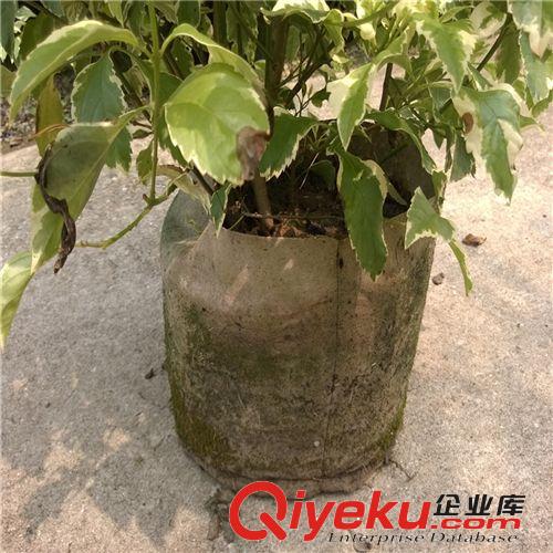 創(chuàng)新園藝/花葉連球 盆栽植物/ 高0.7米  冠幅0.7M