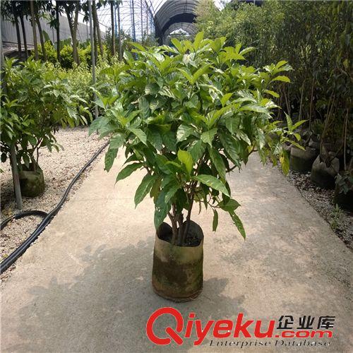創(chuàng)新園藝/狗牙花/ 高1米 冠幅1M