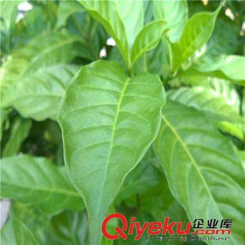 創新園藝/狗牙花/ 高1米 冠幅1M