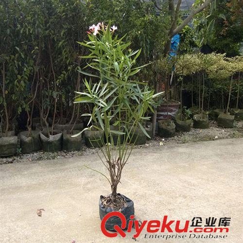 創(chuàng)新園藝/粉花夾竹桃/ 高0.8