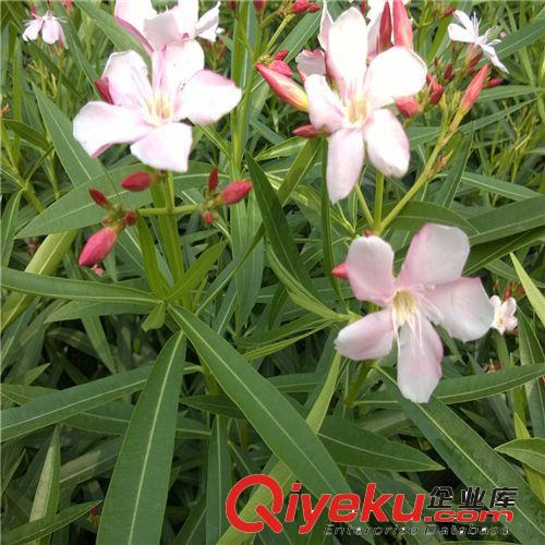 創新園藝/粉花夾竹桃/ 高0.8