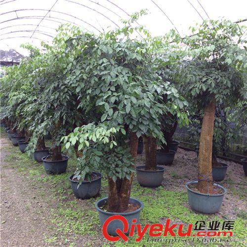 山東國涵花場/幌傘楓550#/多叉/H2.3m/冠幅1-1.3/桿粗20-22分