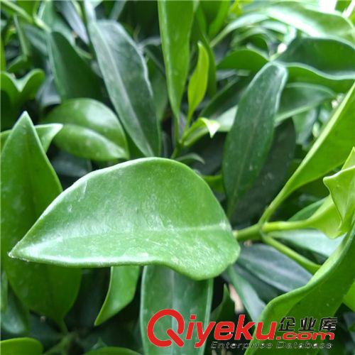芳芳園藝/非洲茉莉/高1米 冠幅1米