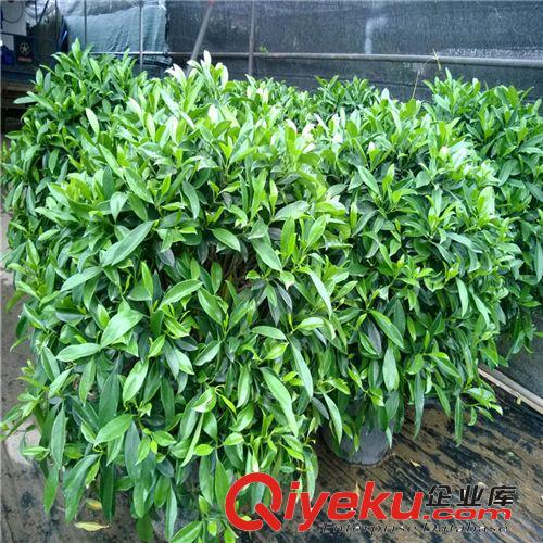 芳芳園藝/非洲茉莉/高1米 冠幅1米