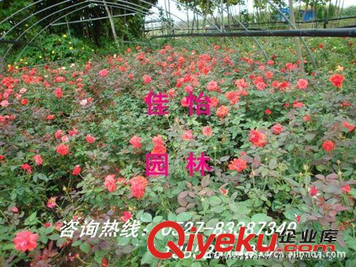 zg月季苗木 大花月季 薔薇月季 紅帽月季 營養(yǎng)缽月季 黃花月季