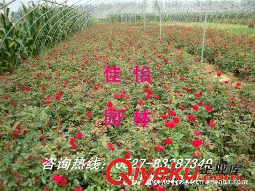 zg月季苗木 大花月季 薔薇月季 紅帽月季 營(yíng)養(yǎng)缽月季 黃花月季