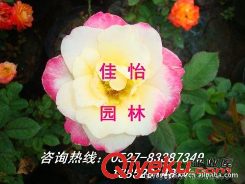 zg月季苗木 大花月季 薔薇月季 紅帽月季 營養(yǎng)缽月季 黃花月季