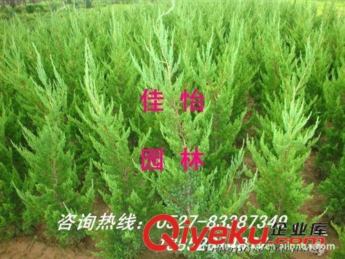 供應常綠苗木：花柏 花柏球（冠50-150cm）刺柏 刺柏球 北京快柏原始圖片3