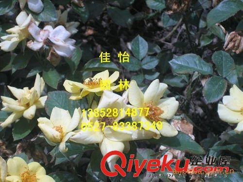 月季工程苗無刺薔薇 紅帽月季 五彩月季、黃帽月季