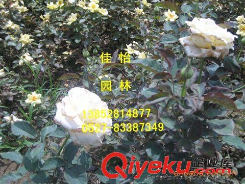 月季工程苗無刺薔薇 紅帽月季 五彩月季、黃帽月季