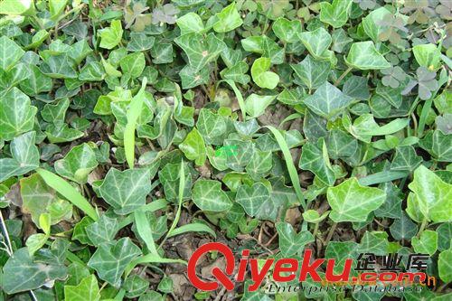 佳怡苗圃場銷售 麥冬草 金葉女貞 薔薇