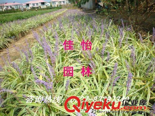 地被苗木供應 玉簪 花葉麥冬 常夏石竹 德國鳶尾