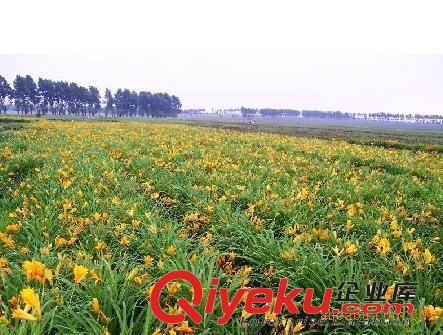 供應地被苗木 金娃娃萱草 美人蕉 鳶尾 草坪價格