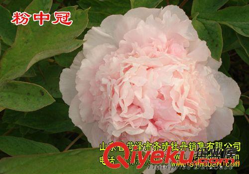 銷售牡丹　　合作牡丹園　園林綠化工程牡丹