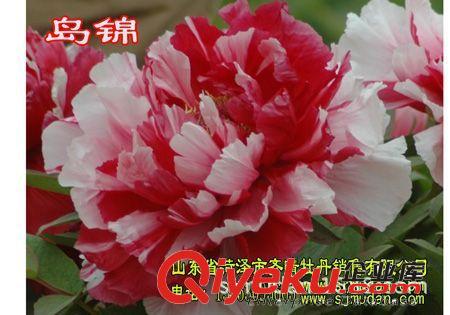 牡丹基地低價出售牡丹花苗 多年生當年開花 根系發達包成活原始圖片2