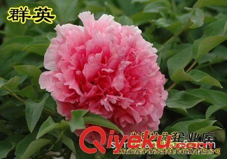 銷售多品種牡丹花苗 多年生當(dāng)年開花 花色齊全 根系發(fā)達(dá)包成活