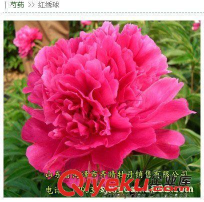 精品芍藥花苗銷(xiāo)售 花色全 根系發(fā)達(dá) 包成活