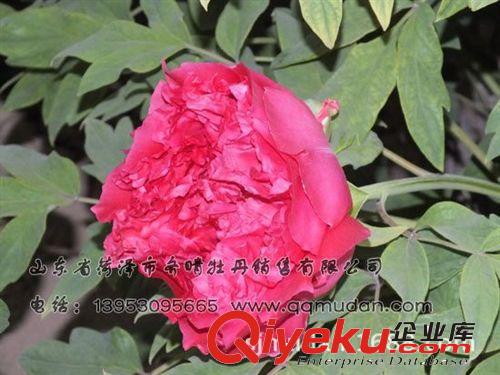精品芍藥花苗銷售 花色全 根系發(fā)達(dá) 包成活