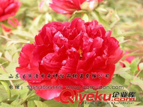 牡丹基地直銷牡丹花苗 多年生當年開花 包成活原始圖片2