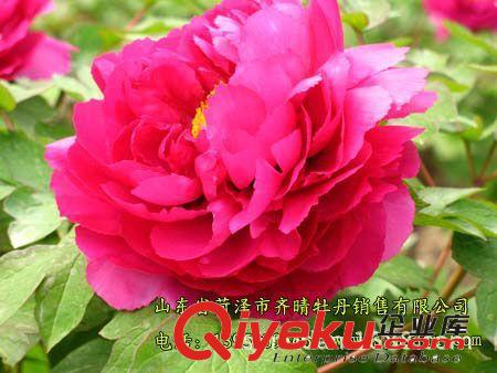 牡丹基地直銷牡丹花苗 多年生當年開花 包成活原始圖片3