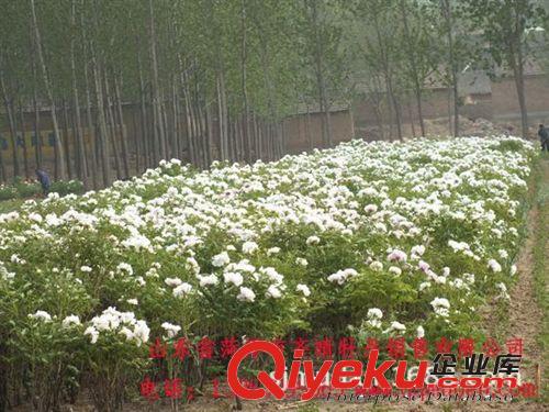 牡丹基地直銷油用牡丹花苗 出油率高 包成活 量大從優(yōu)原始圖片2