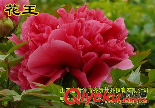 供應(yīng)牡丹花,牡丹花品種齊全.價格{zd1} 牡丹苗