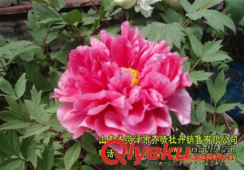 供應(yīng)牡丹花,牡丹花品種齊全.價格{zd1} 牡丹苗