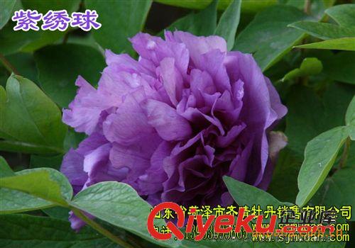 牡丹花  供應(yīng)牡丹 牡丹苗 牡丹種原始圖片2