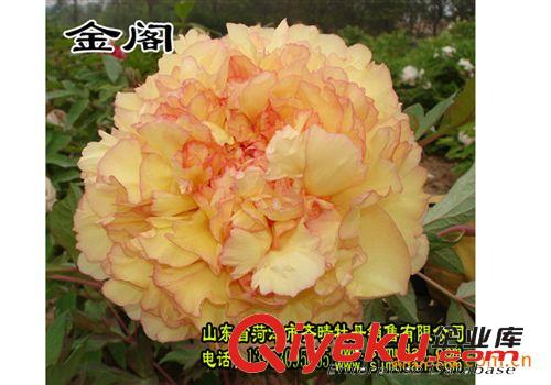 牡丹花  供應(yīng)牡丹 牡丹苗 牡丹種原始圖片3