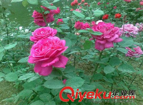 精品月季花苗銷售 根系發(fā)達 包成活 歡迎來電咨詢