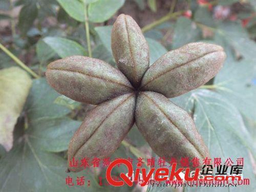 低價供應油用牡丹苗 菏澤牡丹基地直銷 包成活 歡迎訂購