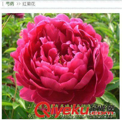 精品芍藥花苗銷售 花色全 根系發(fā)達 包成活