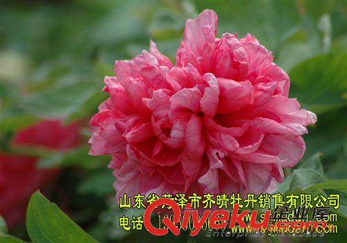 綠色盆栽植物 國色天香牡丹 多年生當(dāng)年開花 包成活