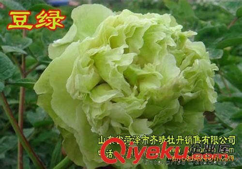 綠色盆栽植物 國色天香牡丹 多年生當(dāng)年開花 包成活