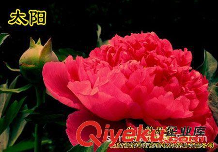 牡丹基地供應(yīng)牡丹花苗 綠色環(huán)保工程 根系發(fā)達 包成活