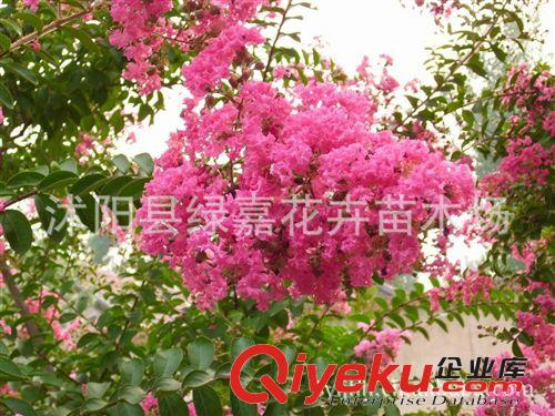 公司直銷  紅花紫薇種子 美國(guó)紅火箭 支持貨到付款原始圖片2