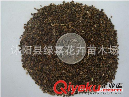 公司直銷南沙參種子 保質保量
