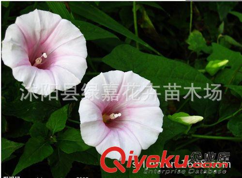 公司直銷 牽?；ǚN子 庭院花草 陽臺(tái)花種子 爬藤植物 辣木種子