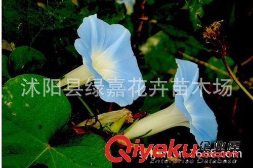 公司直銷 牽?；ǚN子 庭院花草 陽臺(tái)花種子 爬藤植物 辣木種子