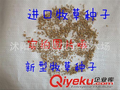 黃竹草種子 牧草種子 優(yōu)質(zhì)牧草 新型皇竹草種苗 高產(chǎn)皇竹草種子